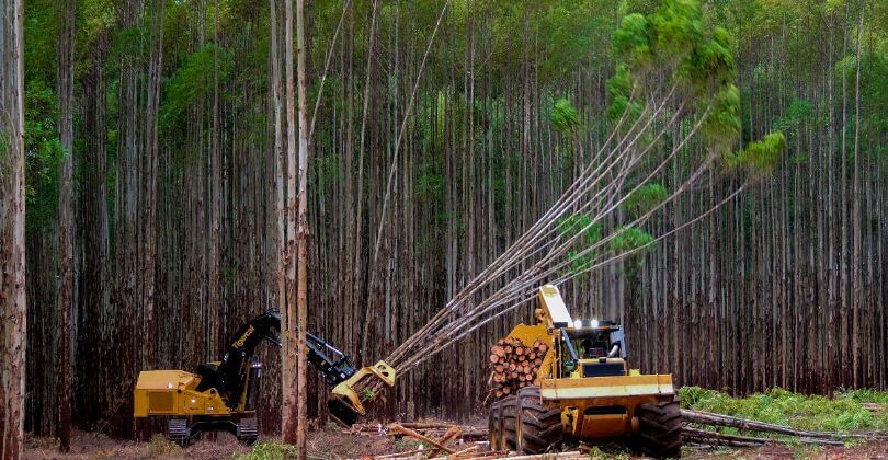 Colheita florestal mecanizada — Frentes de corte e traçamento