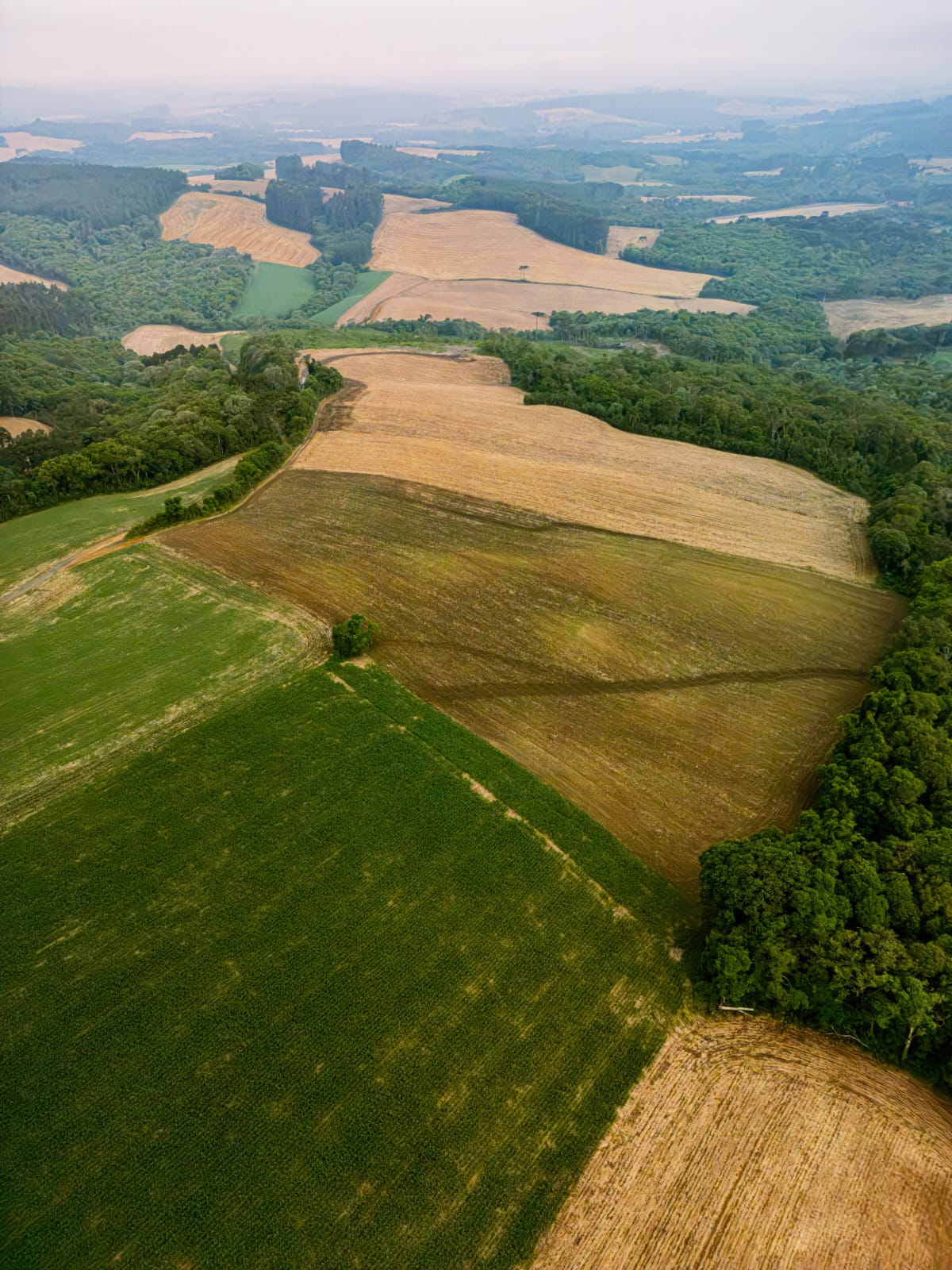 Supressão vegetal licenciada e limpeza de área — Mineração, infraestrutura e agro
